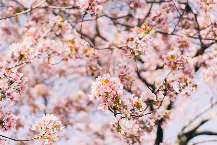 Boston cherry blossom tree 1/2