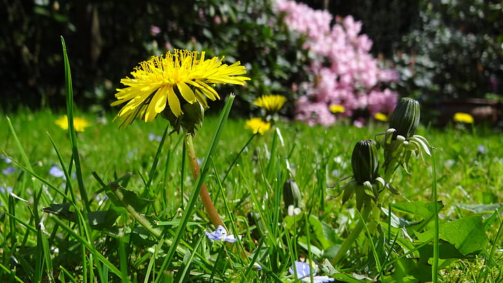 meadow, dandelion, garden, plant, yellow, pointed flower