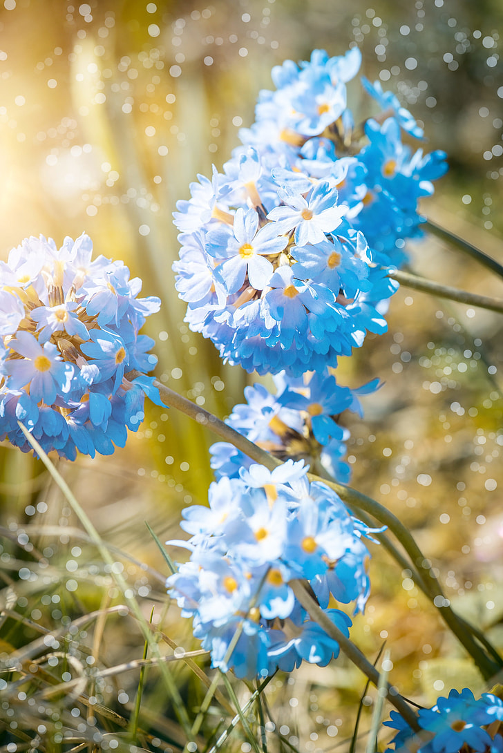 shallow focus photography of blue petal flowers