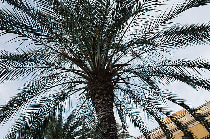 Palm trees in Spain