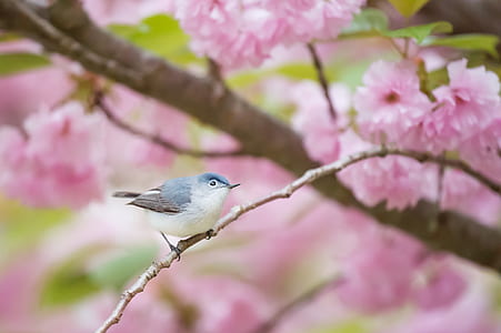 perching white and blue bird photograph