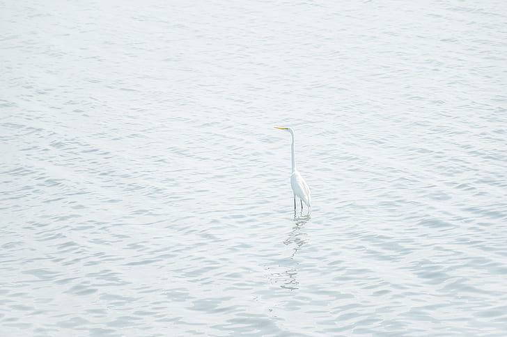 great egret on body of water