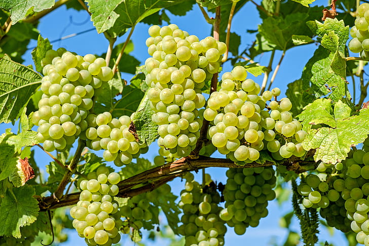 unripe grapes