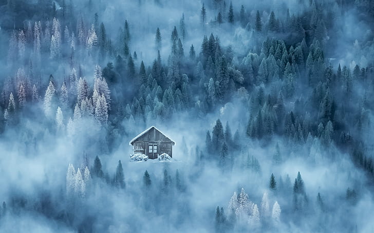 house surrounded by pine trees and fogs