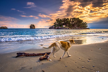 white and tan dog running on seashore