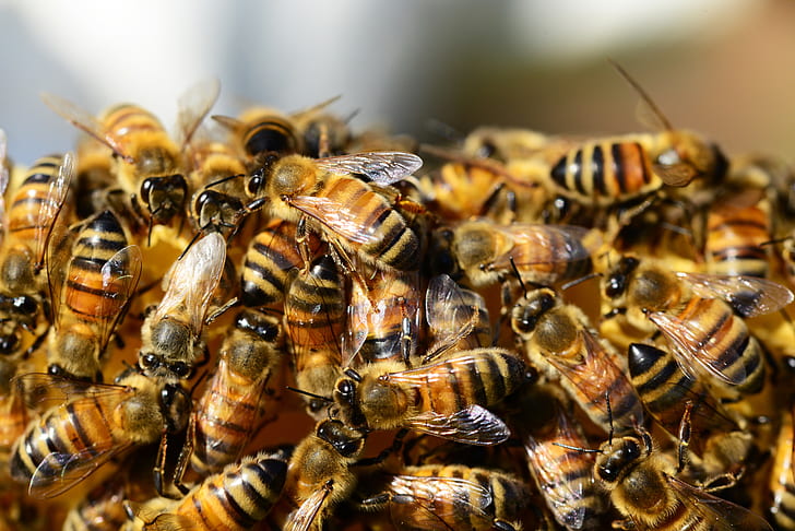 close-up photography of honeybee colony