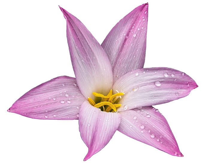 closeup photography of pink lily with dewdrops