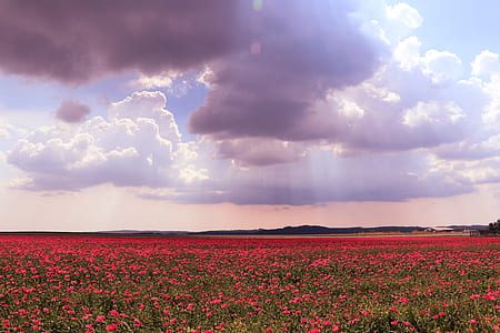 red petaled flower field under grey clouds at daytime