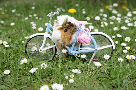 photo of Guinea pig on bike miniature