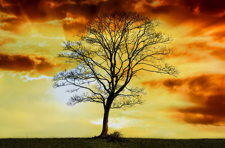 Silhouette photo of tree