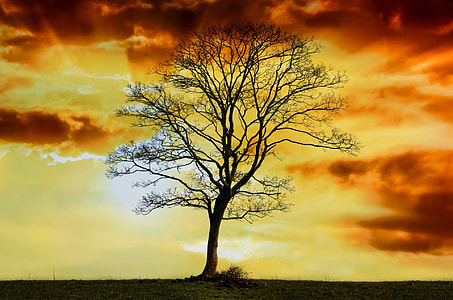 Silhouette photo of tree