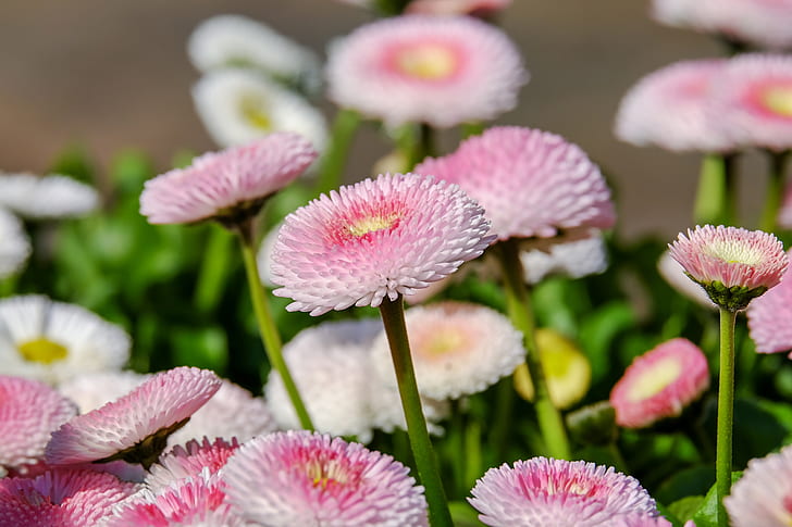 white and pink bellis flowers in closeup photo