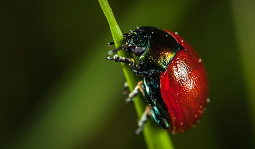 red chafer beetle