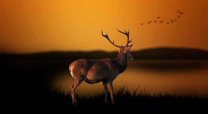 selective focus photography of brown buck