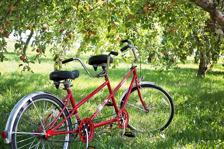 red tandem cruiser bike under tree