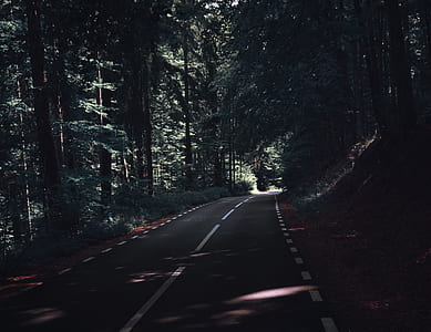 asphalt road surrounded by trees
