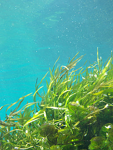underwater photo of green leaf plants