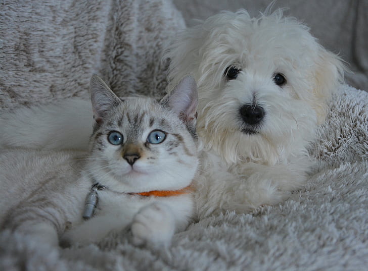 medium-coated white puppy beside short-fur brown cat lying on white textile