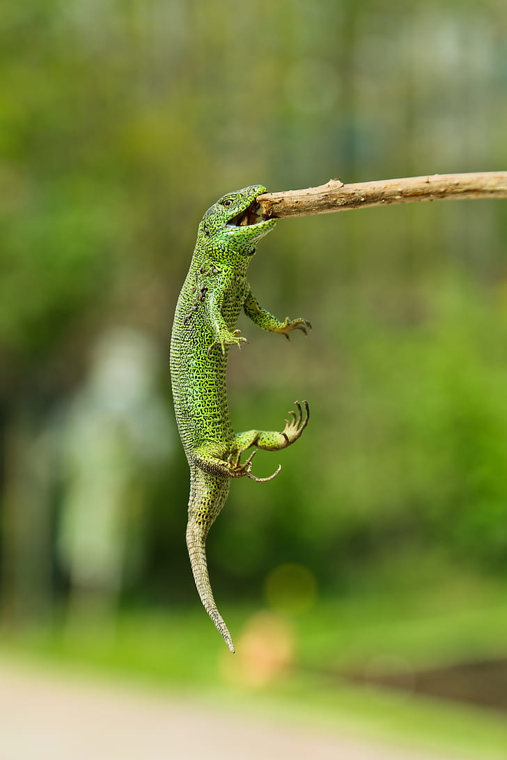 green lizard bitting on stick