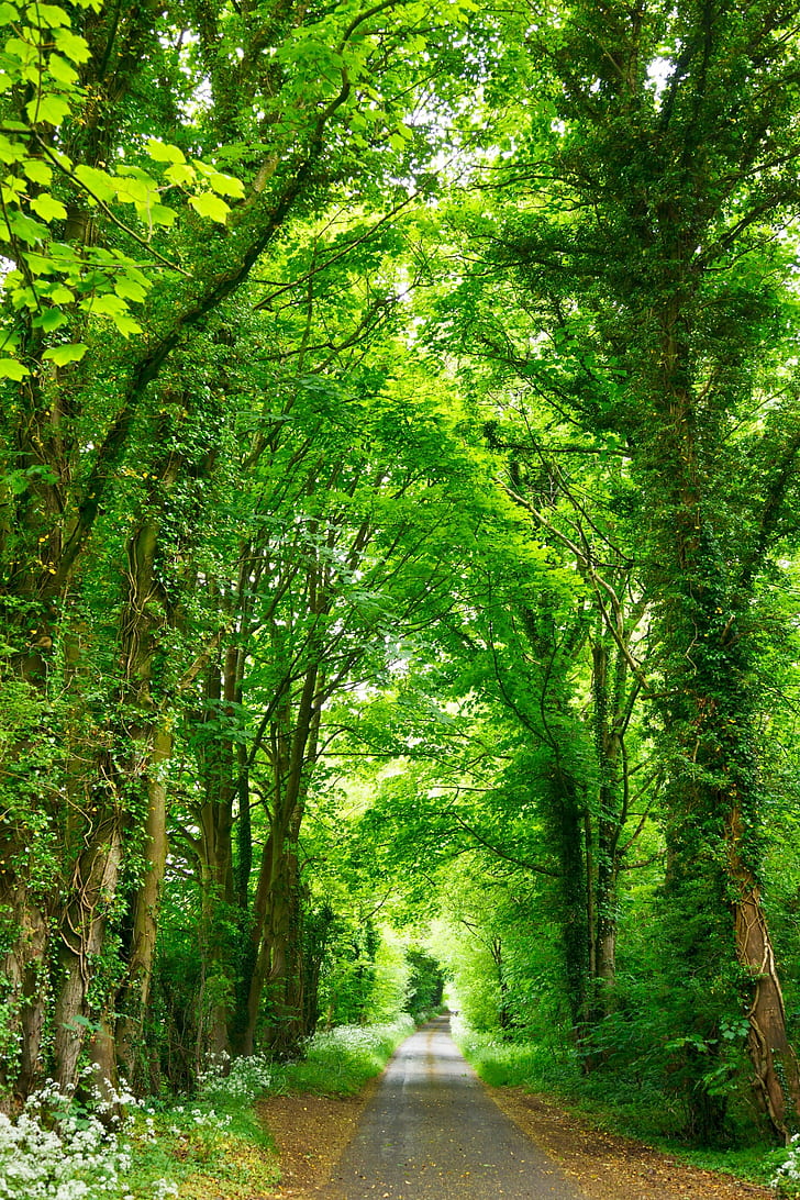 road between green trees