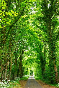 road between green trees
