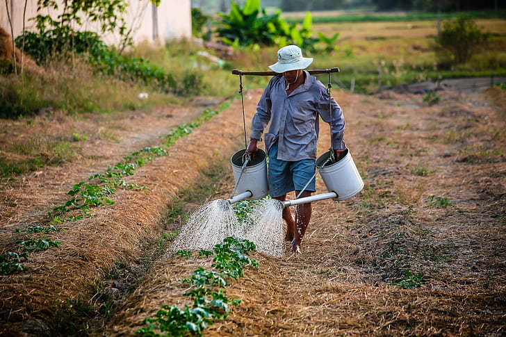 farmer watering the plants