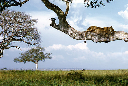 lioness on tree during daytime