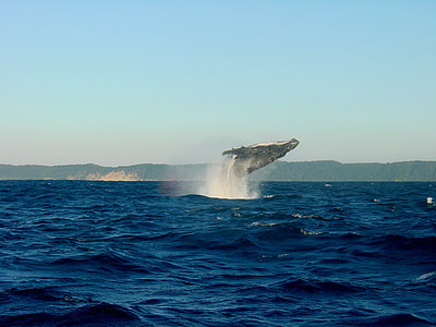 photo of whale during daytime