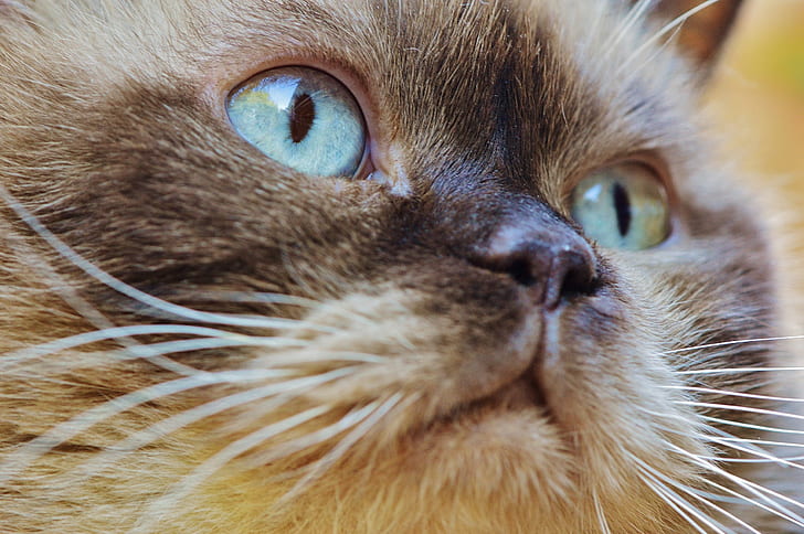 close-up photo of cat