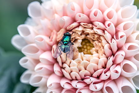closeup photography of pink dahlias with bee