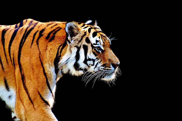 close up photograph of orange and black tiger