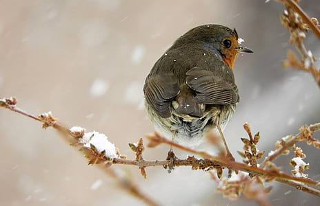 black short-beaked bird perching on branch