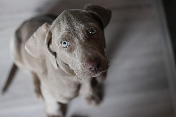 closeup photo of blue Weimaraner puppy