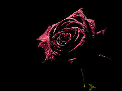 macro photo of red rose
