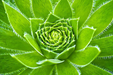 close up photo of succulent plant