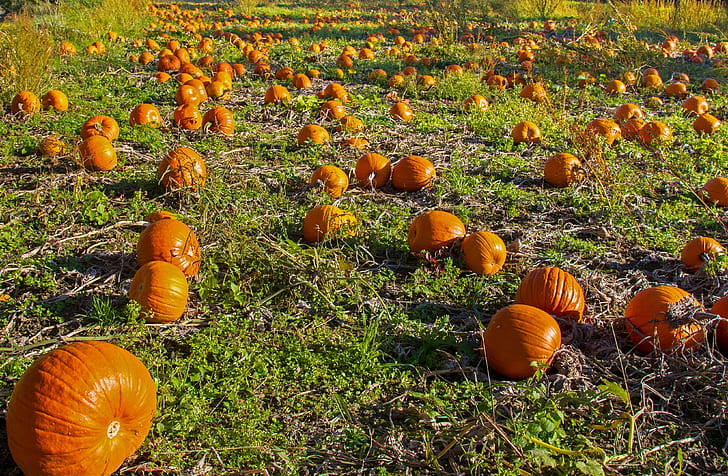 pumpkin field at daytime