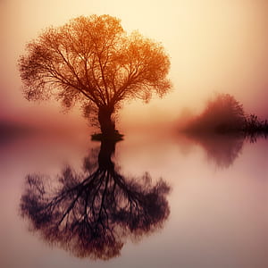 tree on body of water during sunset