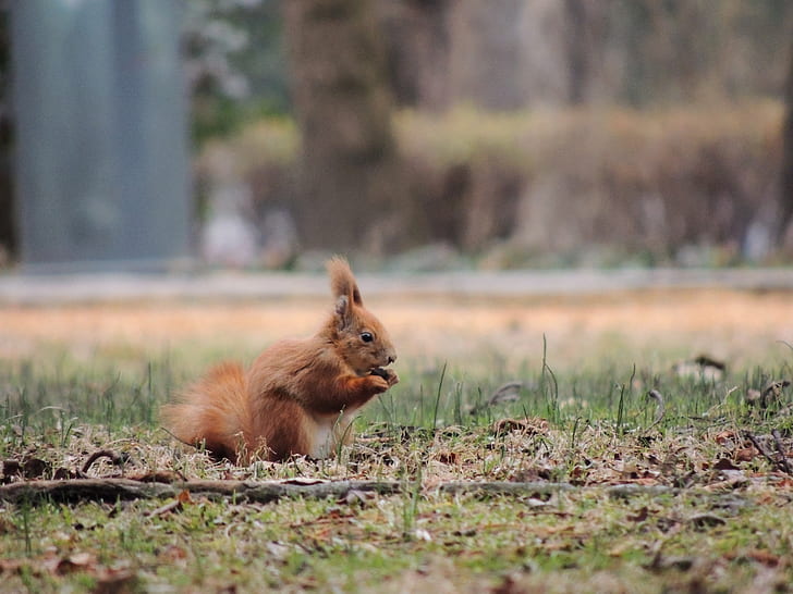 brown squirrel standing on green grass