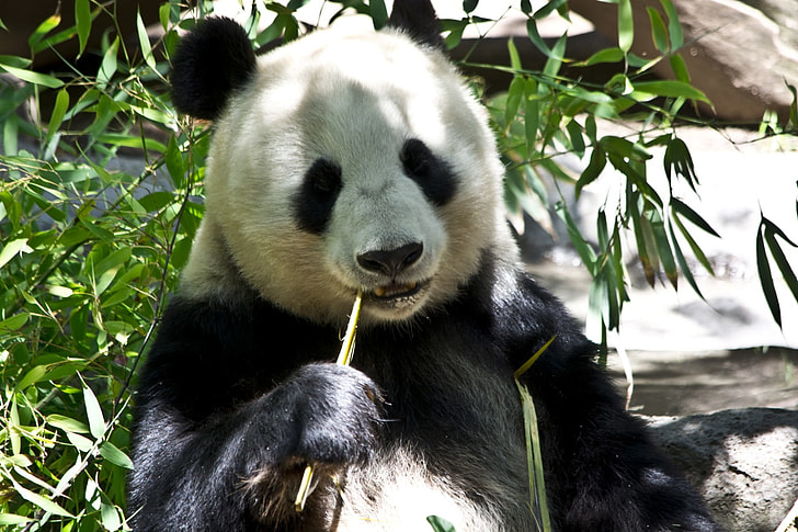 panda earing bamboo