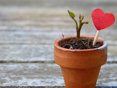 red heart on stick stumped on plant pot