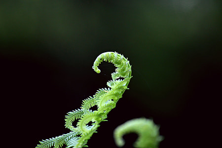 closeup photo of green plant