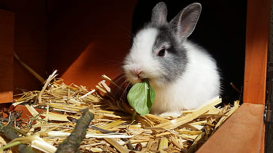 white and gray rabbit eats green leaf