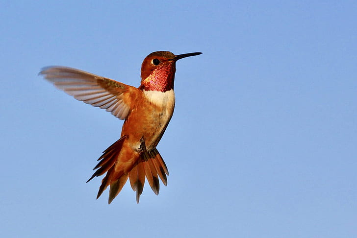 photo of red and white hummingbird