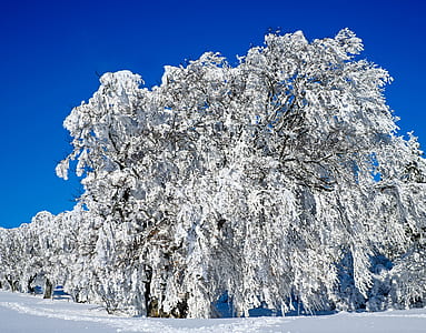 white tree under blue sky
