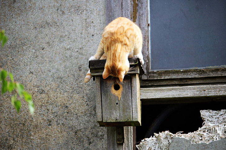 orange Tabby cat on brown wooden mail box