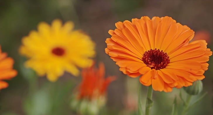 closeup photography of orange Gerbera daisy