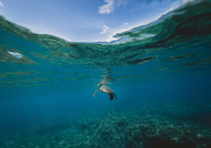 underwater photography of black tortoise