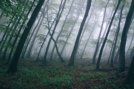 green trees on fog forest