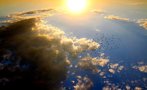 aerial photography of flock of birds flying during daytime
