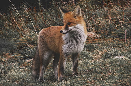 fox on grass during daytime